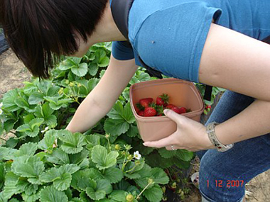 Digging deep for strawberries
